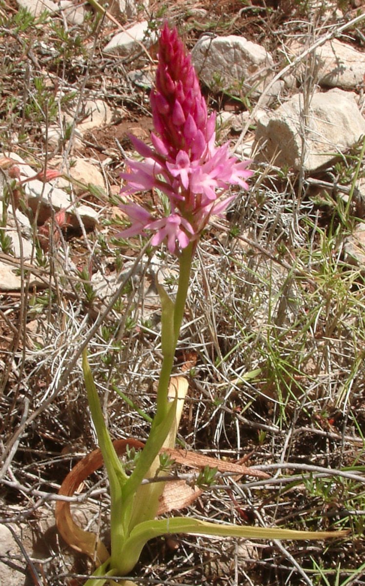 Ultime orchidee per quest''anno - Dalla Grecia con passione